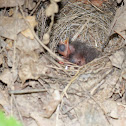 Unknown Baby Birds