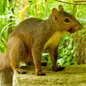 Eastern Grey Squirral 