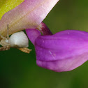 Crab spider, araña cangrejo
