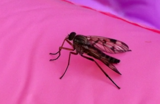 Spotting Image 1