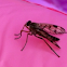 Snipe fly