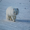 Arctic Fox