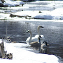 Trumpeter Swan Pair and Canada Geese Pair