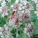 Soldier Beetle