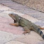 Iguana