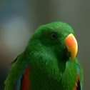 Eclectus Parrot