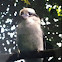 Kookaburra