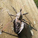 Assassin Bug
