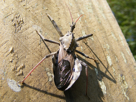 Spotting Image 1