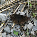 Juvenal's Duskywing