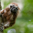 Primate Watch