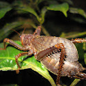 katydid