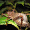 katydid