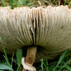 Green-gilled lepiota