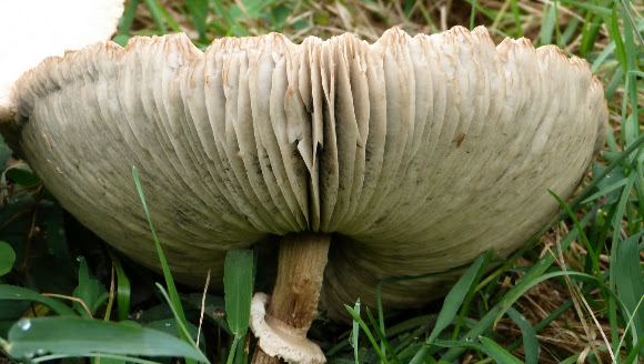 Spotting Image 1