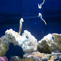 Seahorse