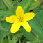 Texas yellow star