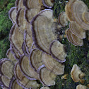 Mushroom