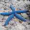 Blue Linckia Sea Star
