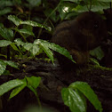 Three-striped Ground Squirrel