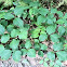 poison ivy