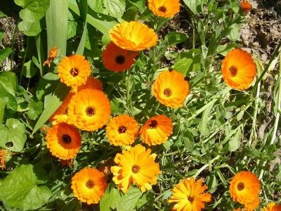 [normal_fiore2[3].jpg]
