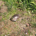 Painted turtle