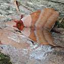 Polilla