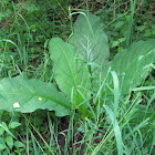 Western Skunk Cabbage (Summer)