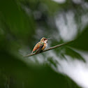 Rufous Hummingbird