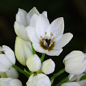 Chincherinchee