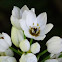 Chincherinchee