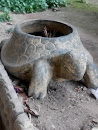 Turtle Tartaruga Rupestre