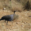 vulterine guinea fowl