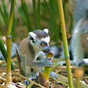 Ring-tailed lemur