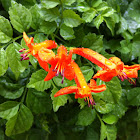 Cape Honeysuckle