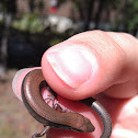Little brown skink