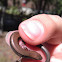 Little brown skink
