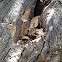 Fungi