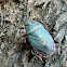 Notius depressus
