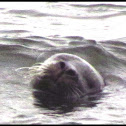 Harbor Seal