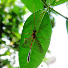 Ichneumon Wasp