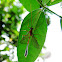 Ichneumon Wasp