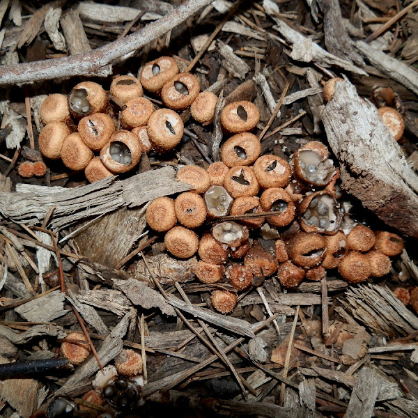 Field Bird's Nest Fungus Project Noah