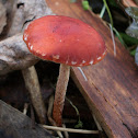 Redlead Roundhead
