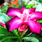 Adenium (Calachuchi)