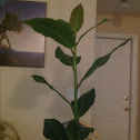 Bay sweet laurel