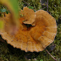 Woolly velvet polypore
