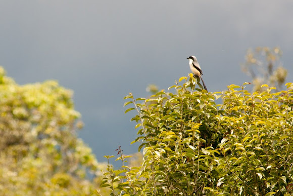 Spotting Image 1