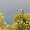 Long-tailed Shrike